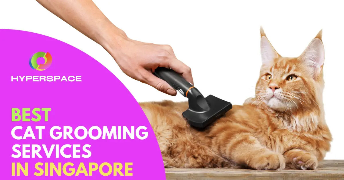 10 Best Cat Grooming Singapore Services [2024] Hyperspace Singapore